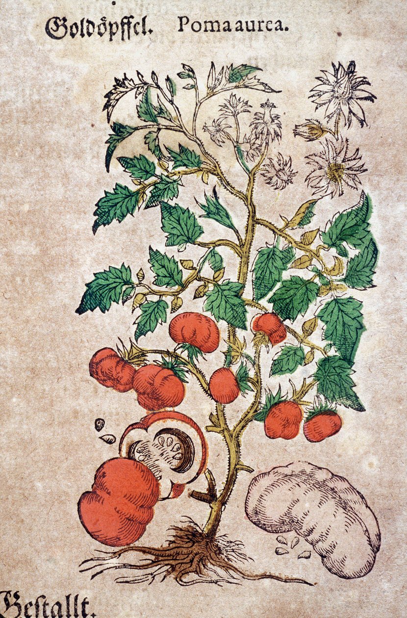 Herbář: botanická planoma aureache představující rostlinu rajčete (Caulis floridus). Rytina v „Kreutterbuch des hochgelehrten und farfamousen Herr D. Petri Andreae Matthioli““ od Pietra Andrea Mattioliho (Matthiole od Pietro Andrea Mattioli