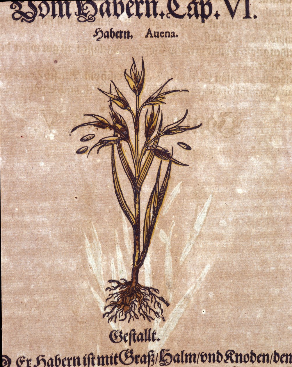 Herbář: oves. Gravírování – v „“ Kreutterbuch Dess vysoce vzdělaný a známý pan D. Petri Andreae Matthioli”” od Pietra Andrea Mattioliho (Matthiole od Pietro Andrea Mattioli