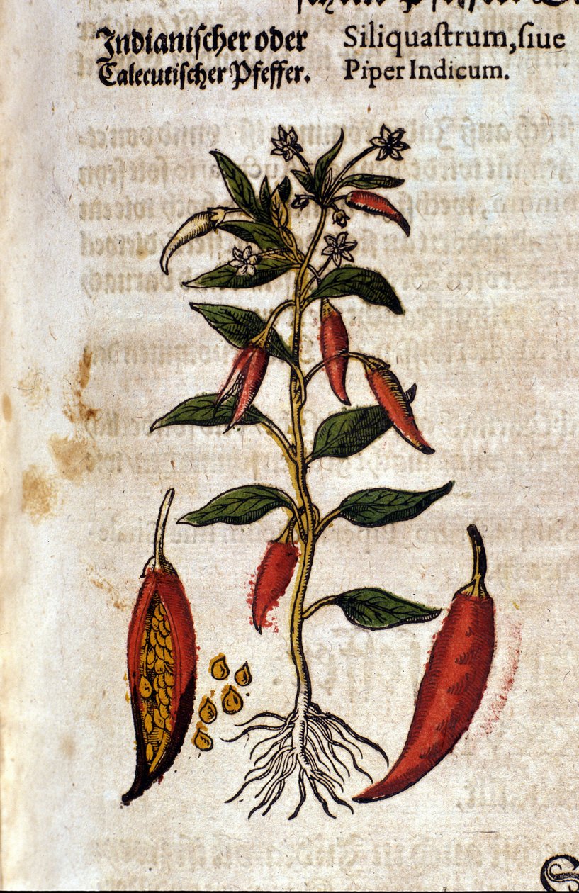Indický pepř. Rytina - v “” Kreutterbuch Dess vysoce vzdělaný a známý pan D. Petri Andreae Matthioli”” od Pietra Andrea Mattioliho (Matthiole) (1500-1577). Frankfurt od Pietro Andrea Mattioli
