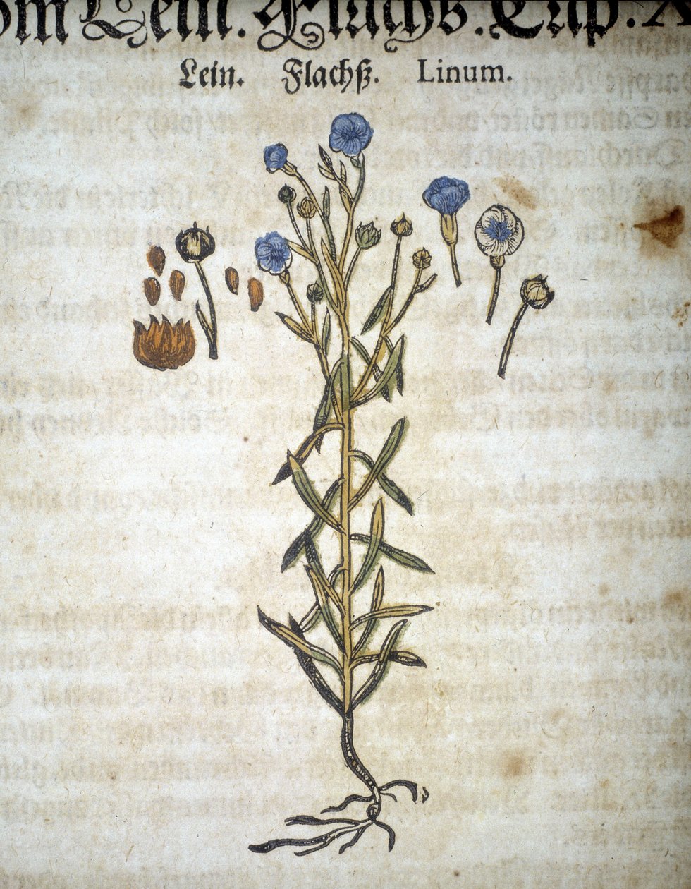 Lin nebo Linum - V "Mattioli Herbarium". od Pietro Andrea Mattioli