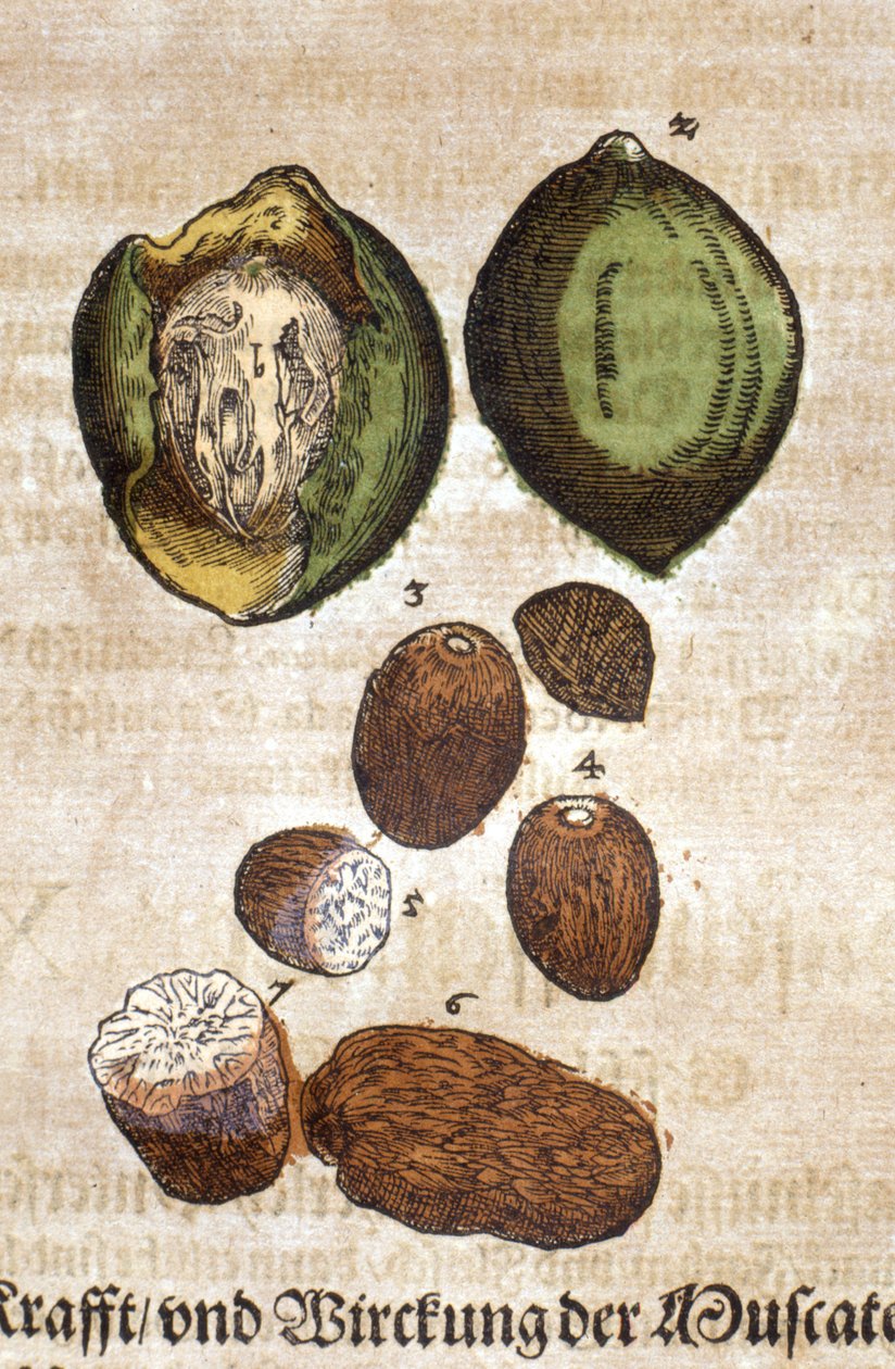 Noix de muscade. Hlubotisk - v "" Kreutterbuch Dess vysoce vzdělaný a známý pan D. Petri Andreae Matthioli"" par Pietro Andrea Mattioli (Matthiole) (1500-1577). Francfort od Pietro Andrea Mattioli
