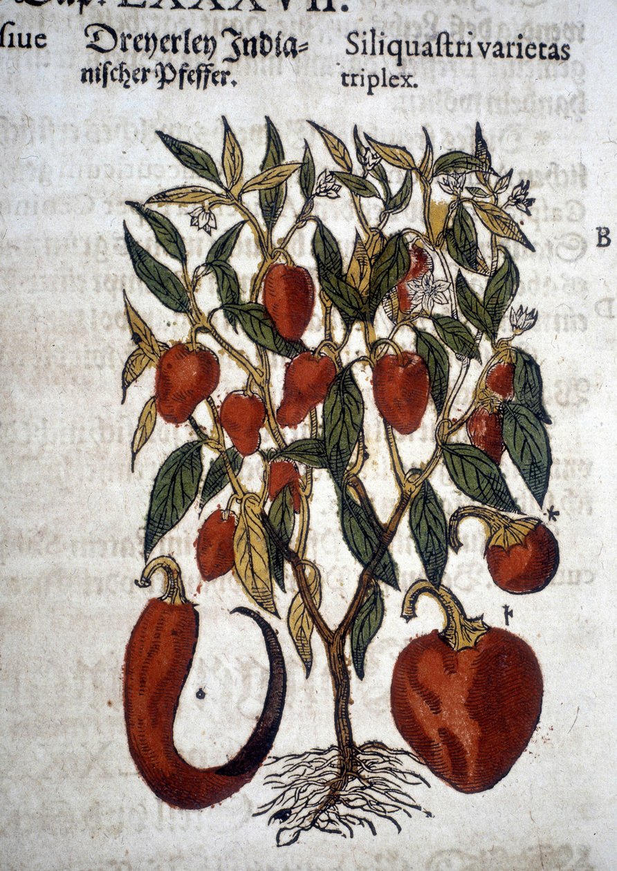Papriky nebo Siliquaftri varietas triplex – v “” Herbier Mattioli”” od Pietro Andrea Mattioli