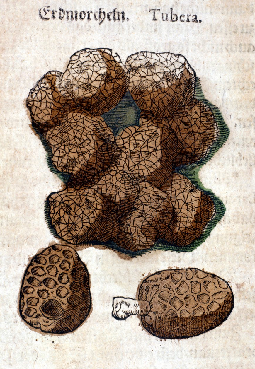 Brambor nebo brambor. Rytina - v “” Kreutterbuch Dess vysoce vzdělaný a známý pan D. Petri Andreae Matthioli”” od Pietra Andrea Mattioliho (Matthiole) (1500-1577). Frankfurt od Pietro Andrea Mattioli