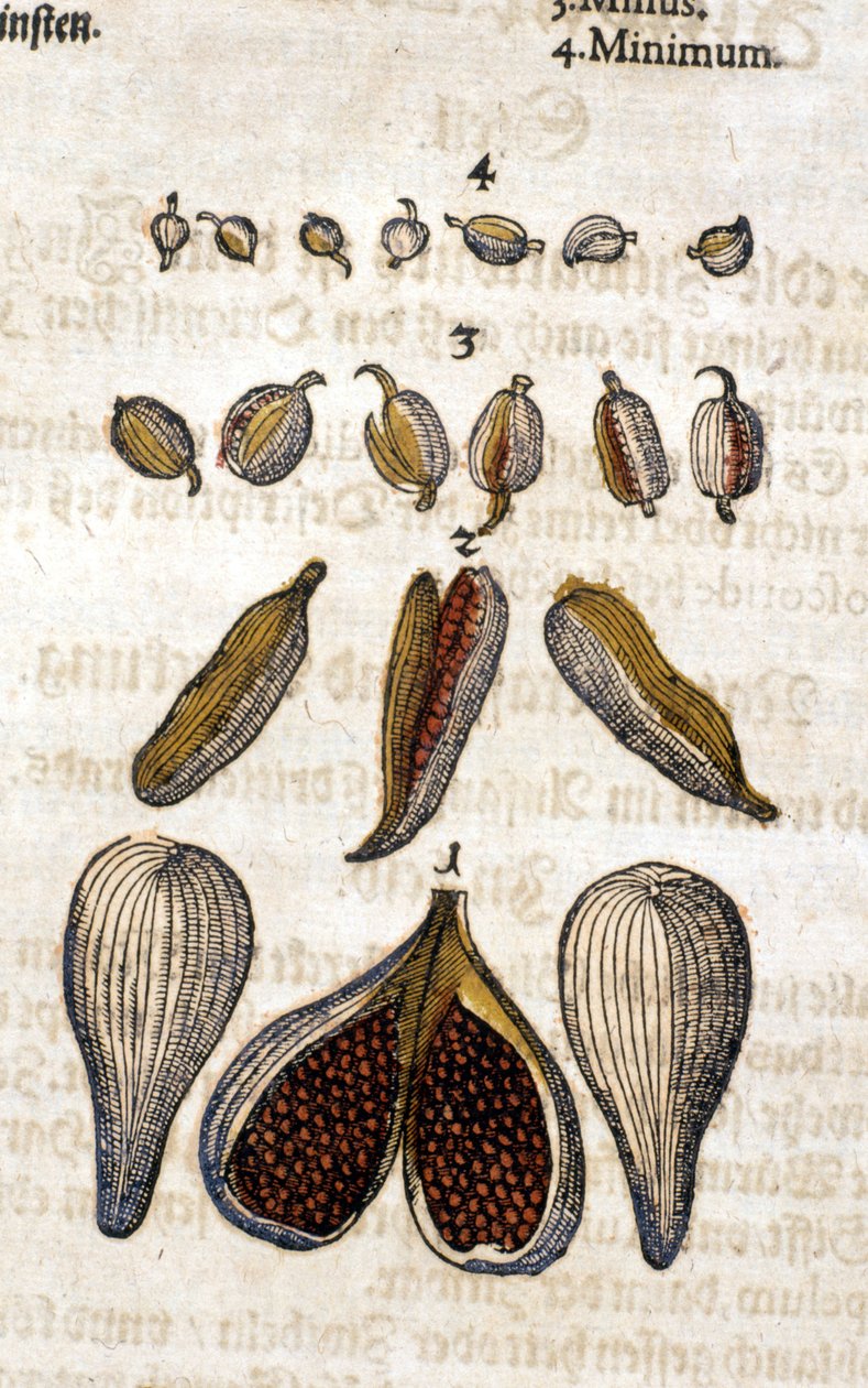 Kardamom. Rytina - v “” Kreutterbuch Dess vysoce vzdělaný a známý pan D. Petri Andreae Matthioli”” od Pietra Andrea Mattioliho (Matthiole) (1500-1577). Frankfurt od Pietro Andrea Mattioli