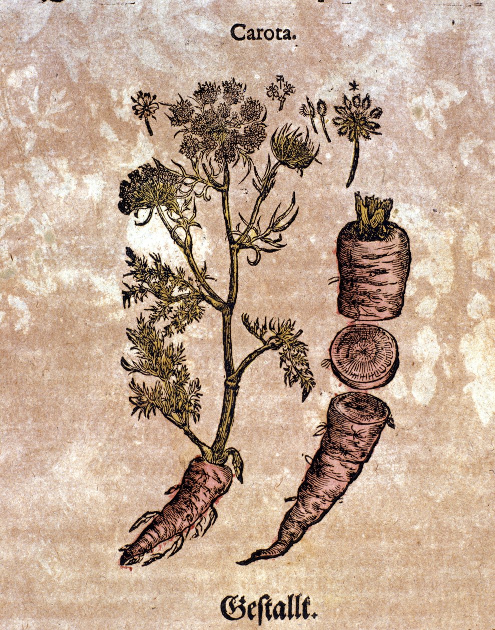 Mrkev. Rytina - v “” Kreutterbuch Dess vysoce vzdělaný a známý pan D. Petri Andreae Matthioli”” od Pietra Andrea Mattioliho (Matthiole) (1500-1577). Frankfurt od Pietro Andrea Mattioli