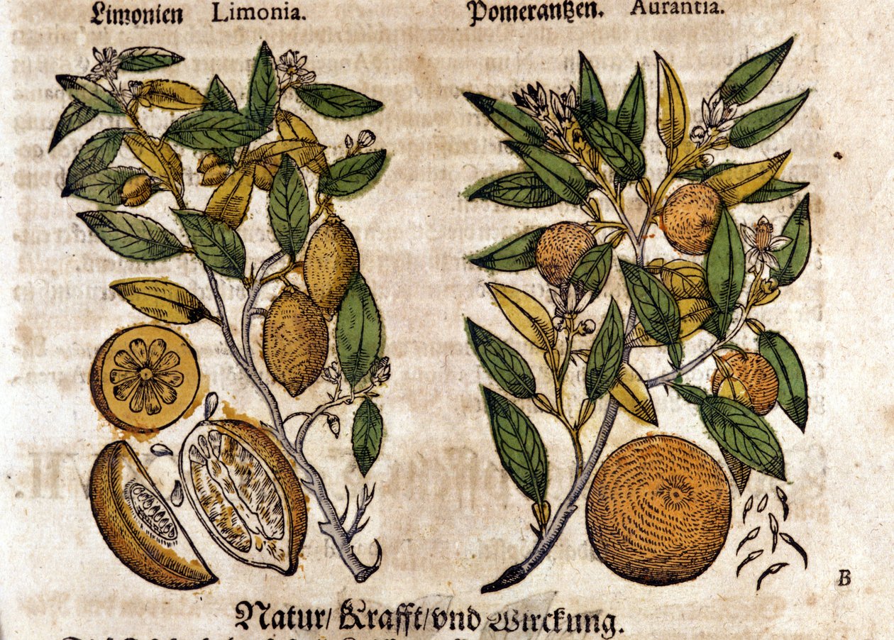 Citrus. Pomerančovník a citronovník. Rytina - v “” Kreutterbuch Dess vysoce vzdělaný a známý pan D. Petri Andreae Matthioli”” od Pietra Andrea Mattioliho (Matthiole) (1500-1577). Frankfurt od Pietro Andrea Mattioli