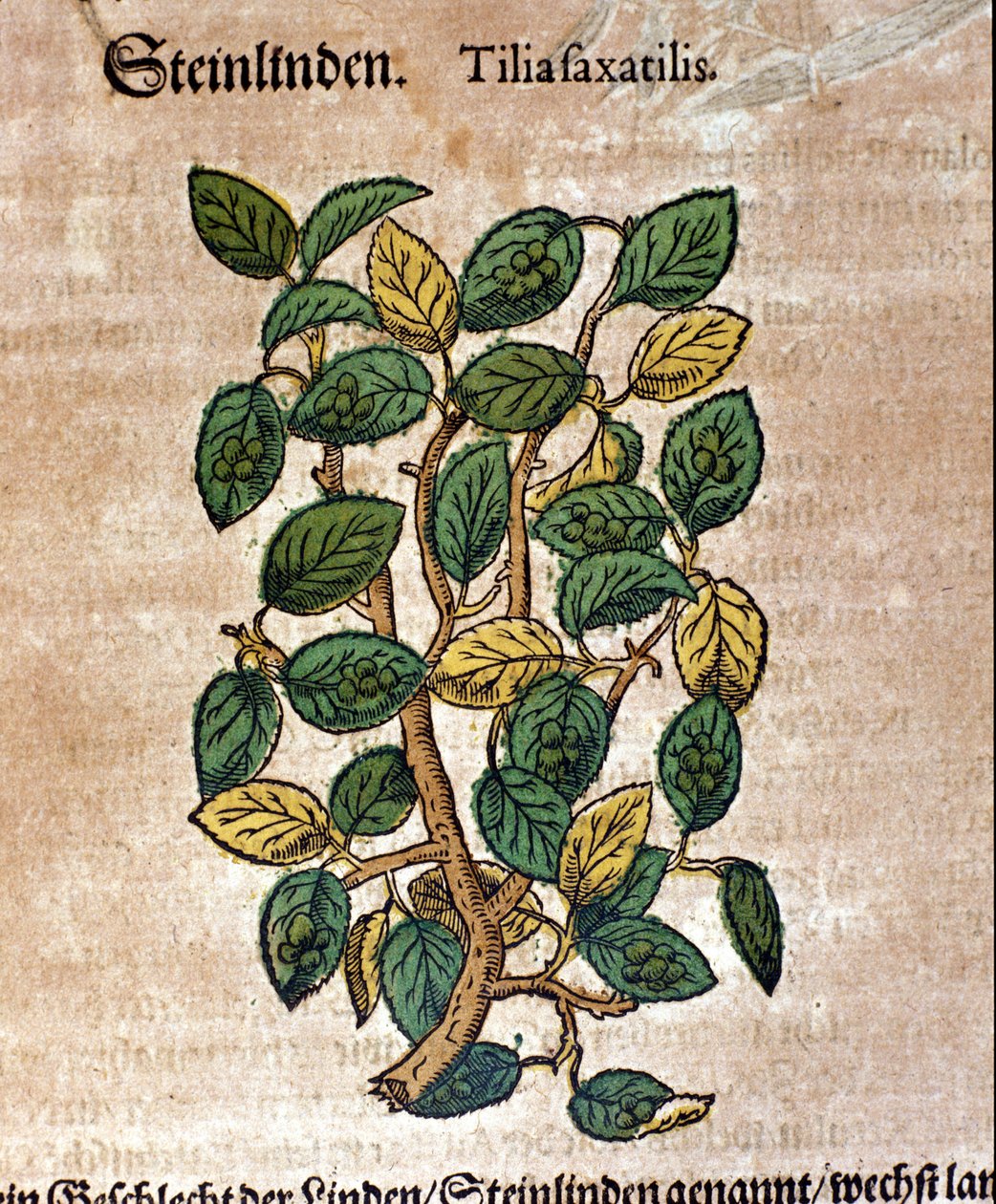 Lípa. Rytina - v “” Kreutterbuch dess vysoce vzdělaný a známý pan D. Petri Andreae Matthioli”” od Pietra Andrea Mattioliho (Matthiole) (1500-1577). Frankfurt od Pietro Andrea Mattioli