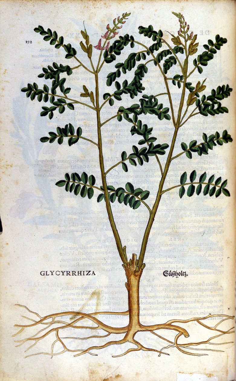 Lékořice. Rytina - v “” Kreutterbuch Dess vysoce vzdělaný a známý pan D. Petri Andreae Matthioli”” od Pietra Andrea Mattioliho (Matthiole) (1500-1577). Frankfurt od Pietro Andrea Mattioli