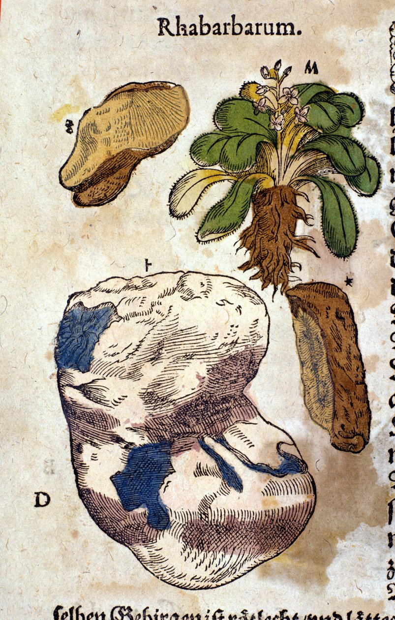 Rebarbora. Rytina - v “” Kreutterbuch Dess vysoce vzdělaný a známý pan D. Petri Andreae Matthioli”” od Pietra Andrea Mattioliho (Matthiole) (1500-1577). Frankfurt od Pietro Andrea Mattioli