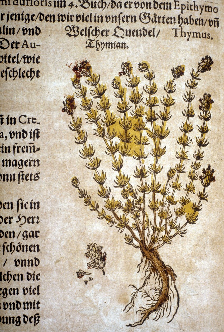 Tymián (Thymus) - V „Mattioliho herbáři“. od Pietro Andrea Mattioli