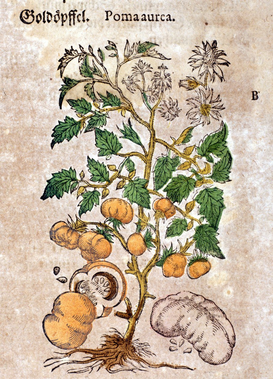 rajče. Rytina - v “” Kreutterbuch dess vysoce vzdělaný a známý pan D. Petri Andreae Matthioli”” od Pietra Andrea Mattioliho (Matthiole) (1500-1577). Frankfurt od Pietro Andrea Mattioli