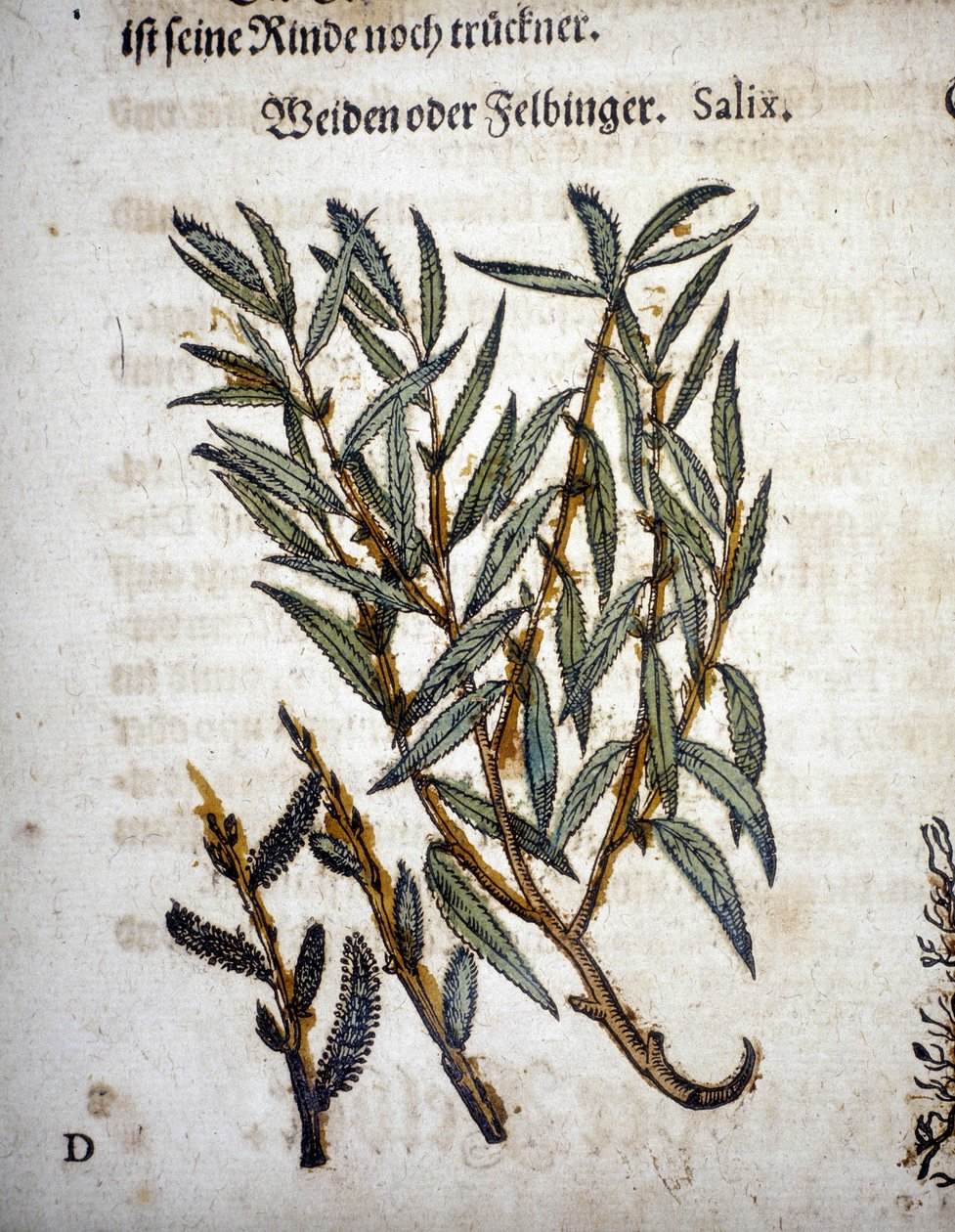 Vrbová ratolest - v “” Herbarium mattioli”” od Pietro Andrea Mattioli