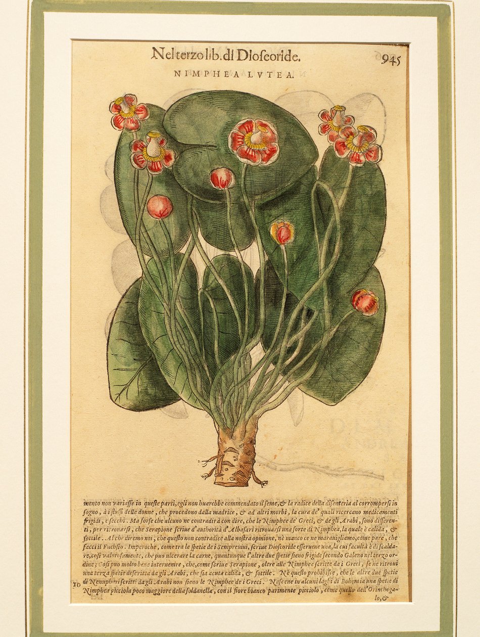 Žlutý leknín (Nymphaea lutea), barevná rytina od Pietro Andrea Mattioli
