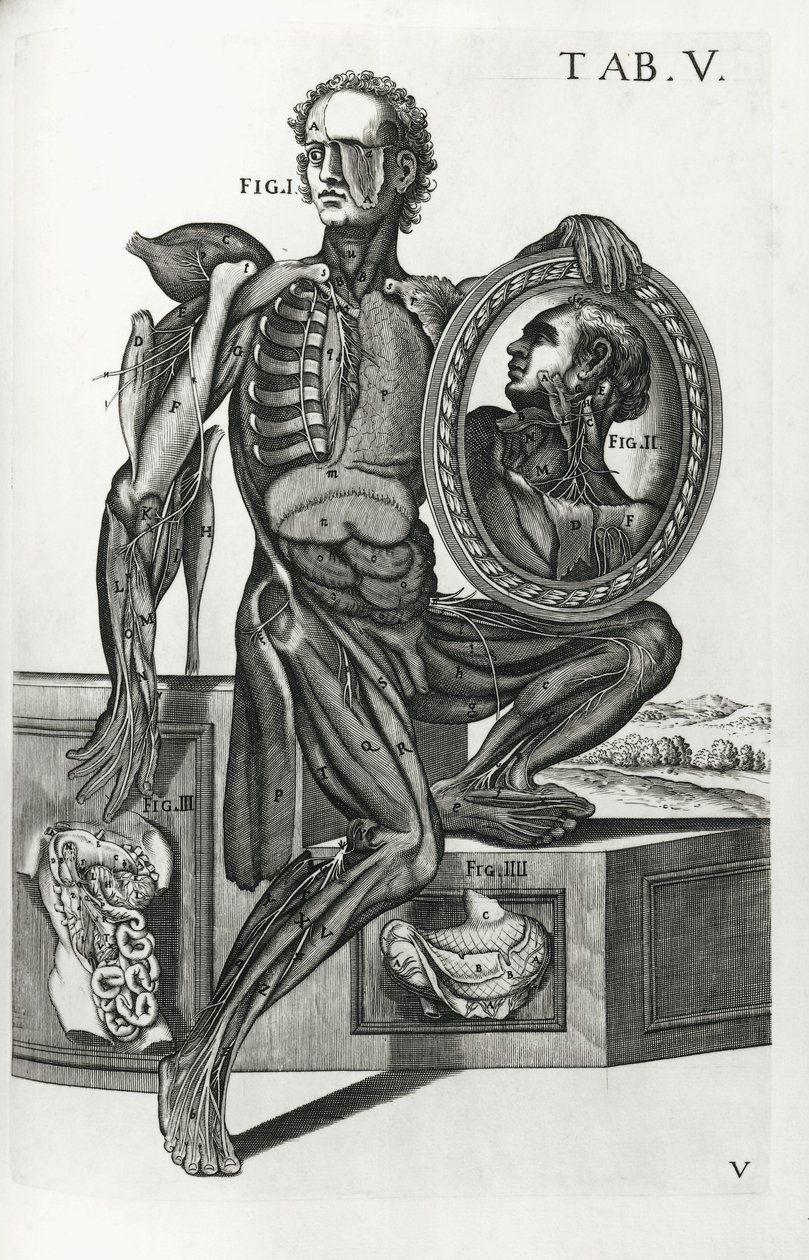 Deska V z „The Anatomical Tables“ od Pietro da Cortona