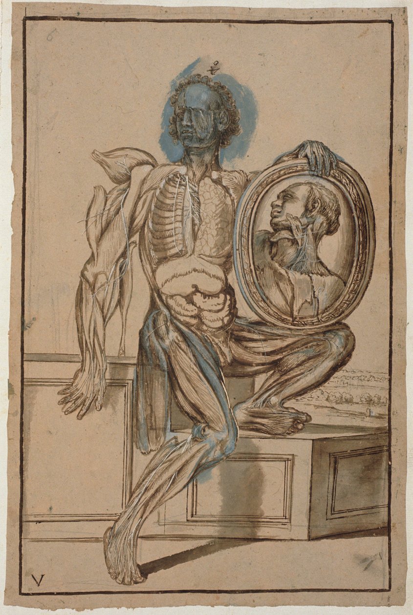 Ms Hunter 653 Plate V Anatomical Drawing, c.1610 (tužka a křída na papíře) od Pietro da Cortona