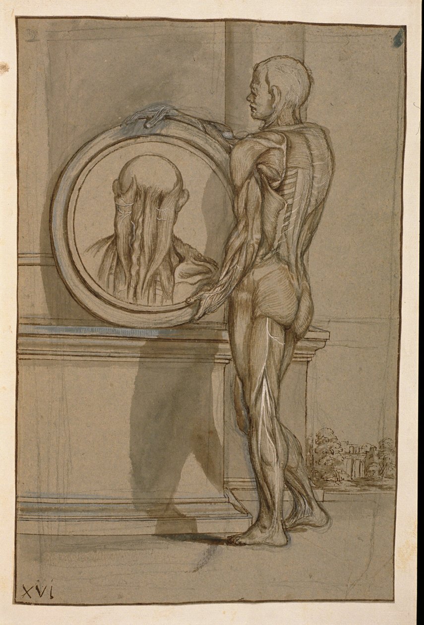 Paní Hunter 653 Talíř XVI, Anatomická kresba, c.1610 (tužka a křída na papíře) od Pietro da Cortona