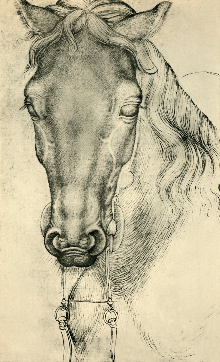 Hlava koně, c1420-1455, 1943. od Antonio Pisanello