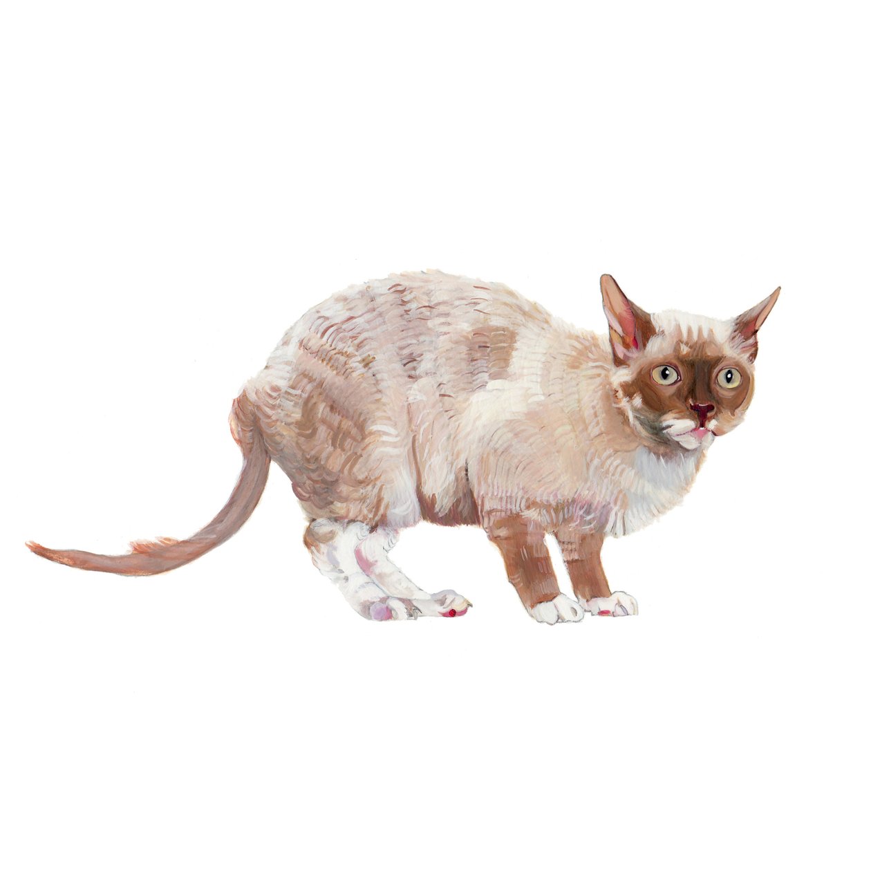 Cornish Rex, 2014 (akvarel a kvaš na papíře) od Polly Horner