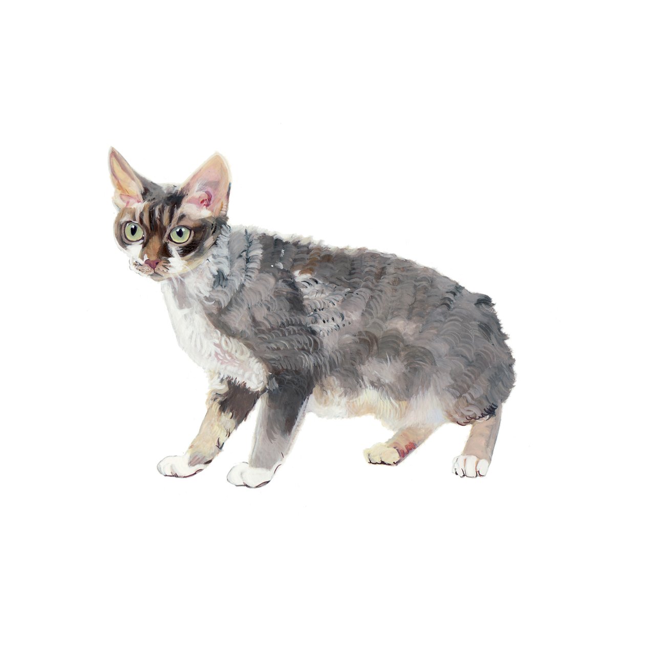 Devon Rex, 2014 (akvarel a kvaš na papíře) od Polly Horner