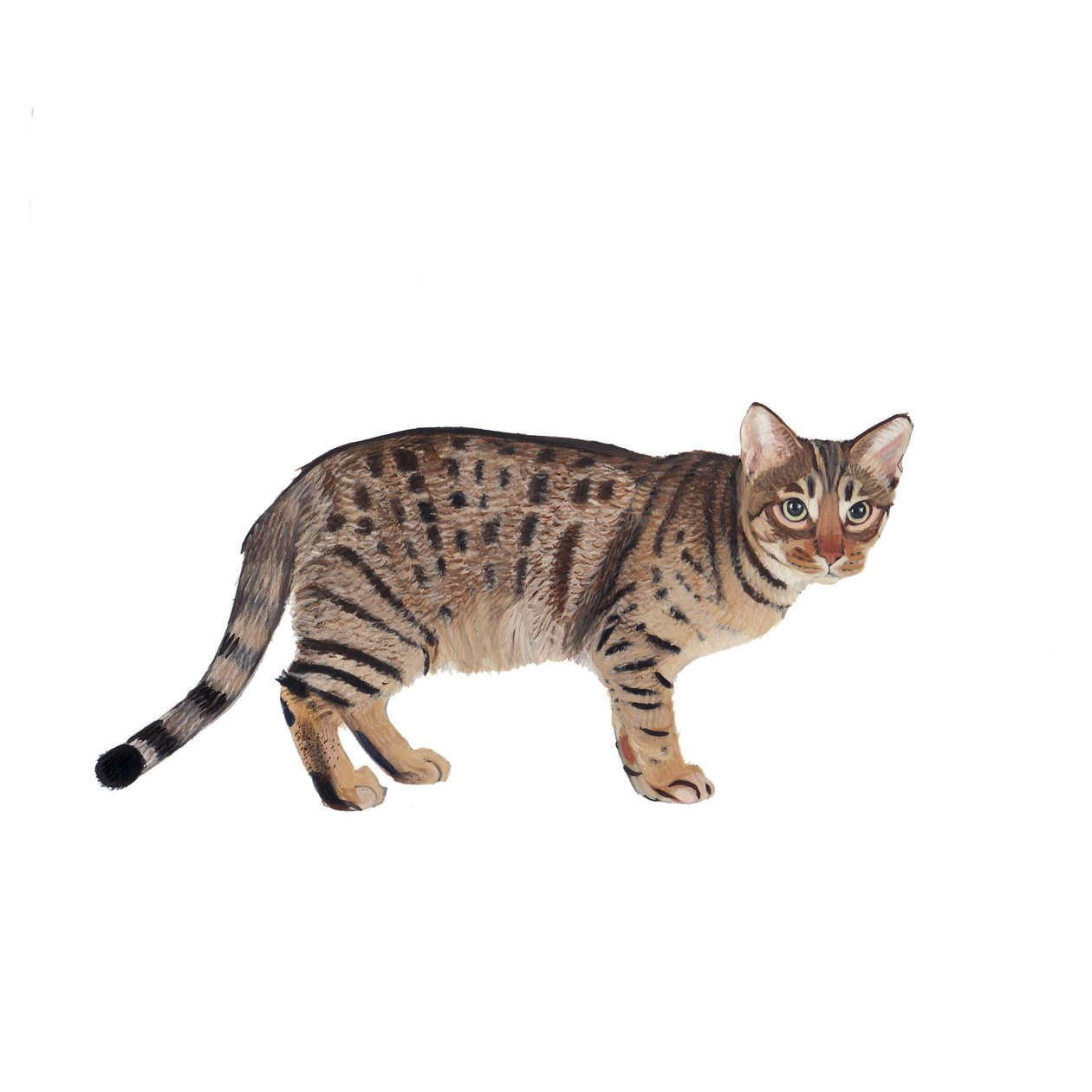 Ocicat, 2014 (akvarel a kvaš na papíře) od Polly Horner