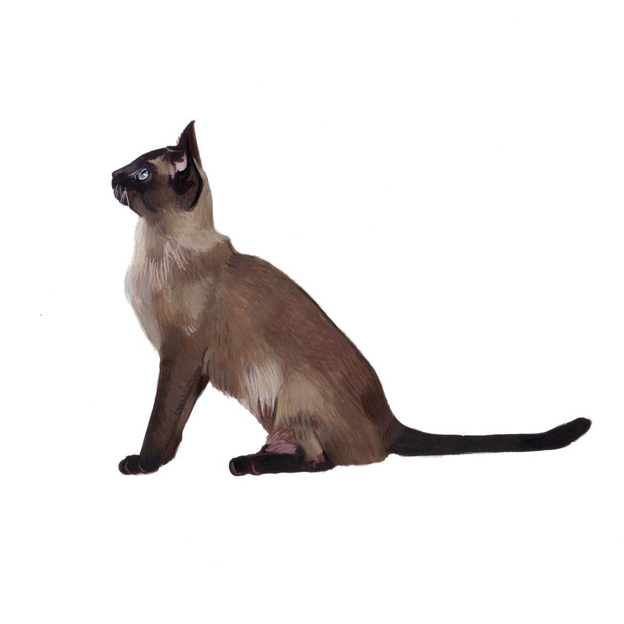 Tonkinese, 2014 (akvarel a kvaš na papíře) od Polly Horner