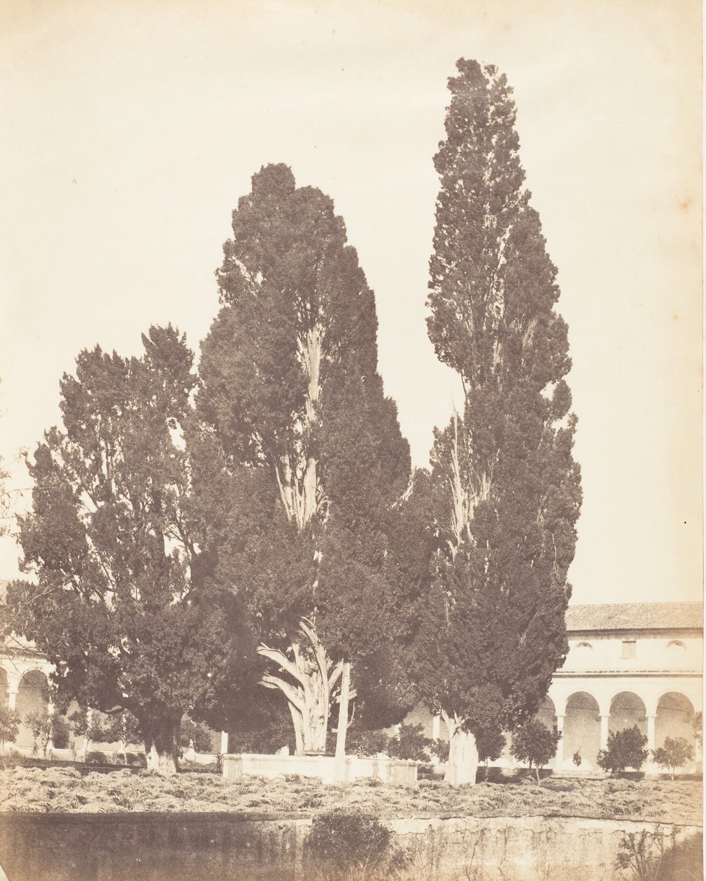 Staré cypřiše v kartuziánském klášteře, Řím, 1853-56. od Possibly by Jane Martha St. John.