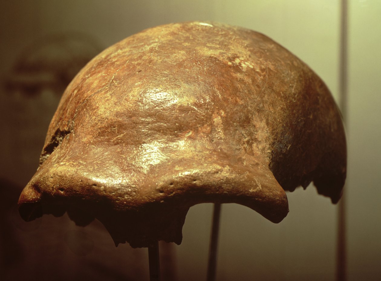 Lebka neandrtálce (kost) od Prehistoric