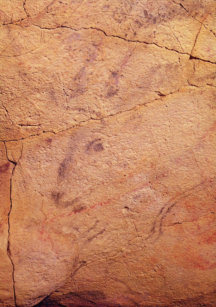 Hlava malého jelena, z jeskyní v Altamiře, cca 15000-8000 př.nl (jeskynní malba) od Prehistoric