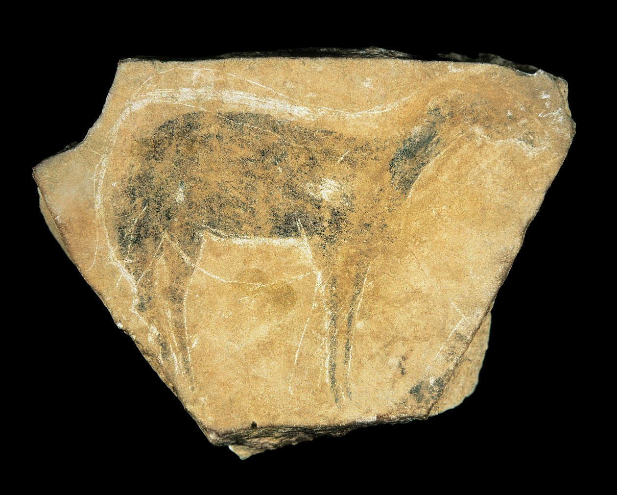 Černá laň, jeskyně Parpallo, Španělsko, svrchní paleolit (malba) od Prehistoric Prehistoric