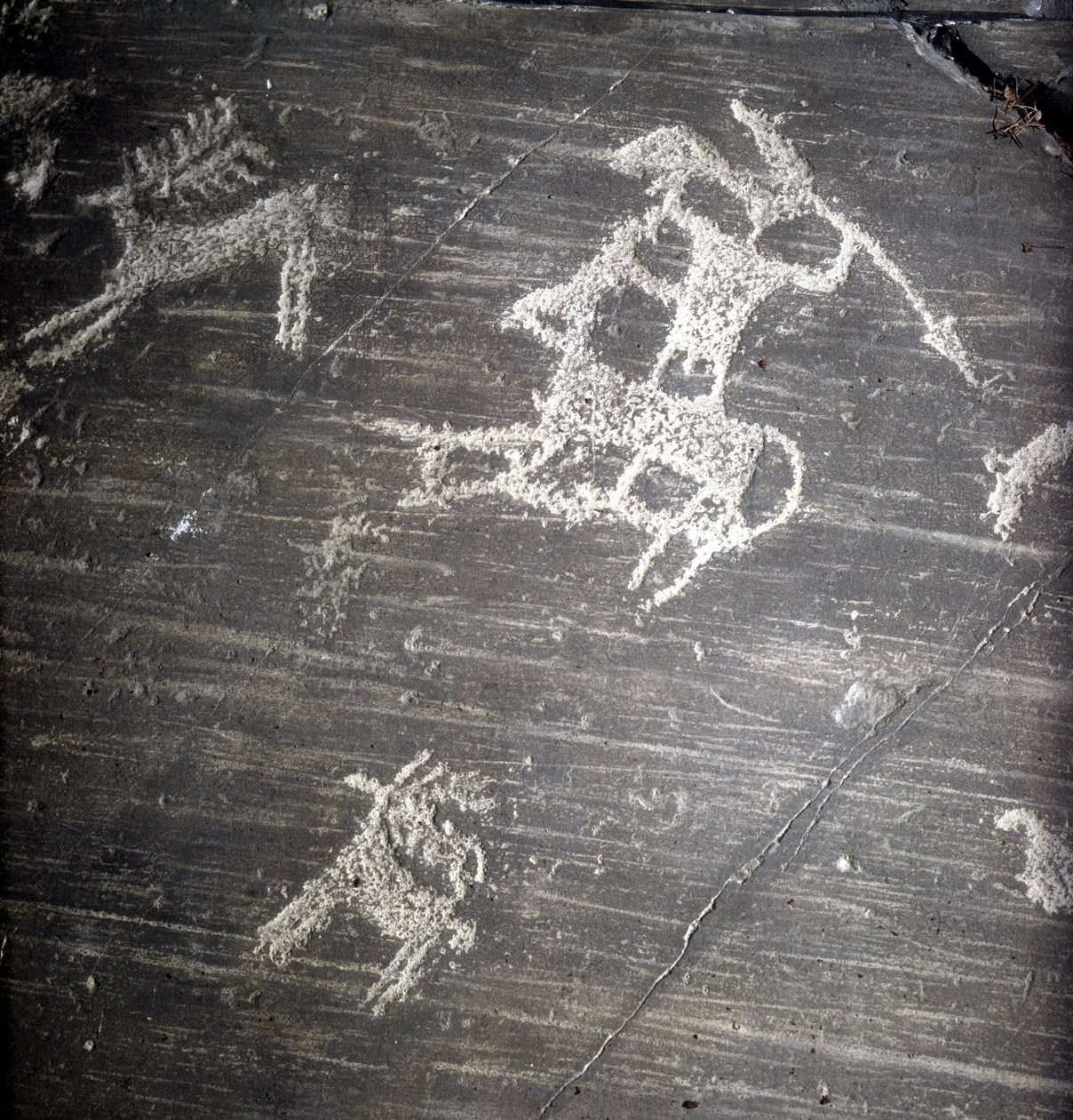 Camunni civilizace, pravěk, skalní umění: hrobová skála, představující lovce a jeleny. Rocher de Naquane, ve Valcamonica (Val Camonica) od Prehistoric Prehistoric