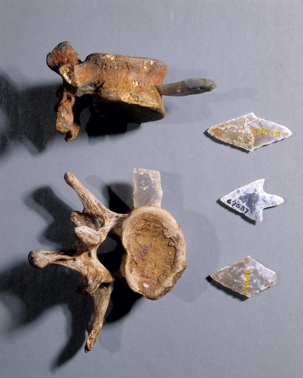 Pazourek s prehistorickou kostí, Muzeum národních starožitností. od Prehistoric Prehistoric