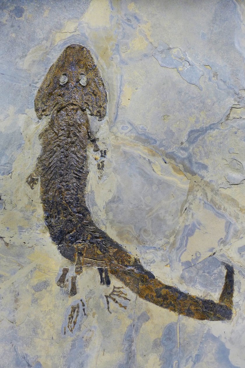 Fosilní stopa Sclerocephalus sp, permský obojživelník (objekt) od Prehistoric Prehistoric