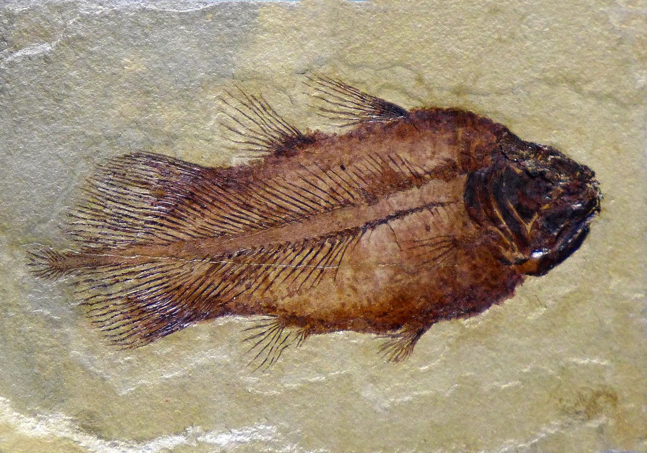 Fosilní stopa karbonu coelacanth (objekt) od Prehistoric Prehistoric