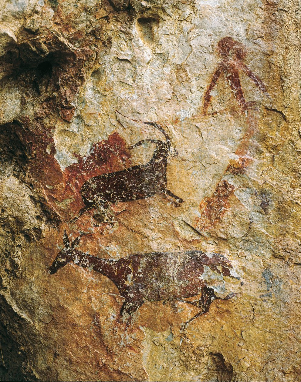Lovecká scéna s jelenem a kozorožcem (25000-15000 př.nl). svrchní paleolit. El Perello, jeskyně La Cabra Freixet. od Prehistoric Prehistoric