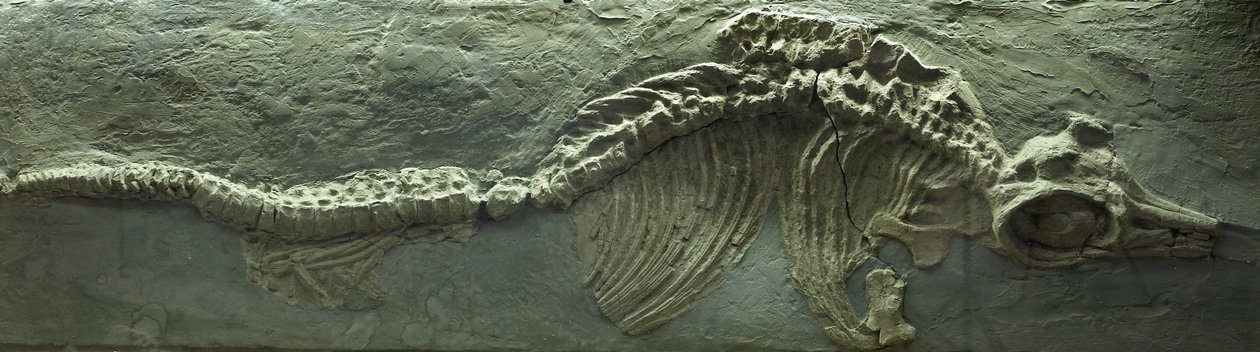 Fosilie ichtyosaura, období jury (lias) od Prehistoric Prehistoric