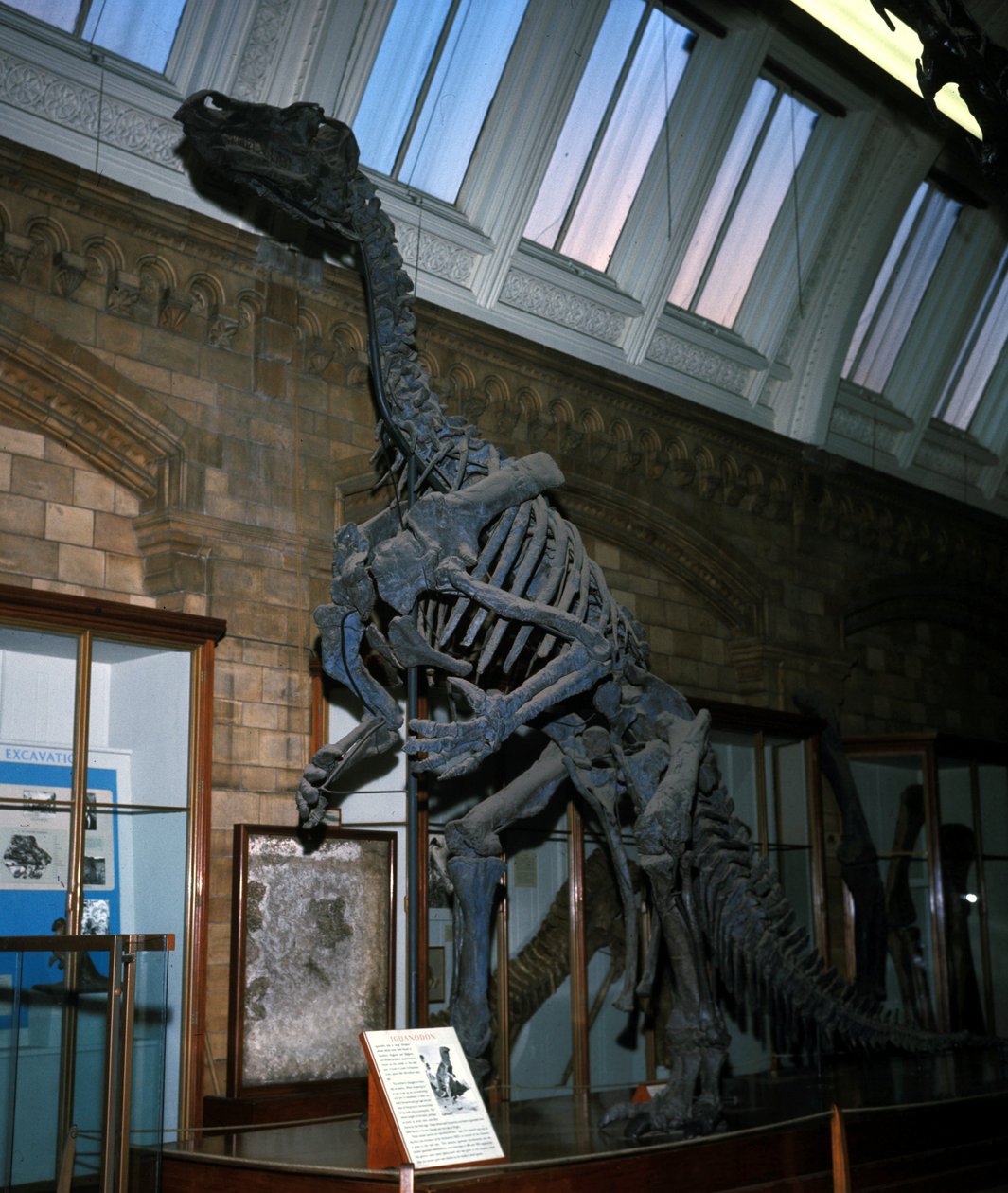 Iguanodon od Prehistoric Prehistoric