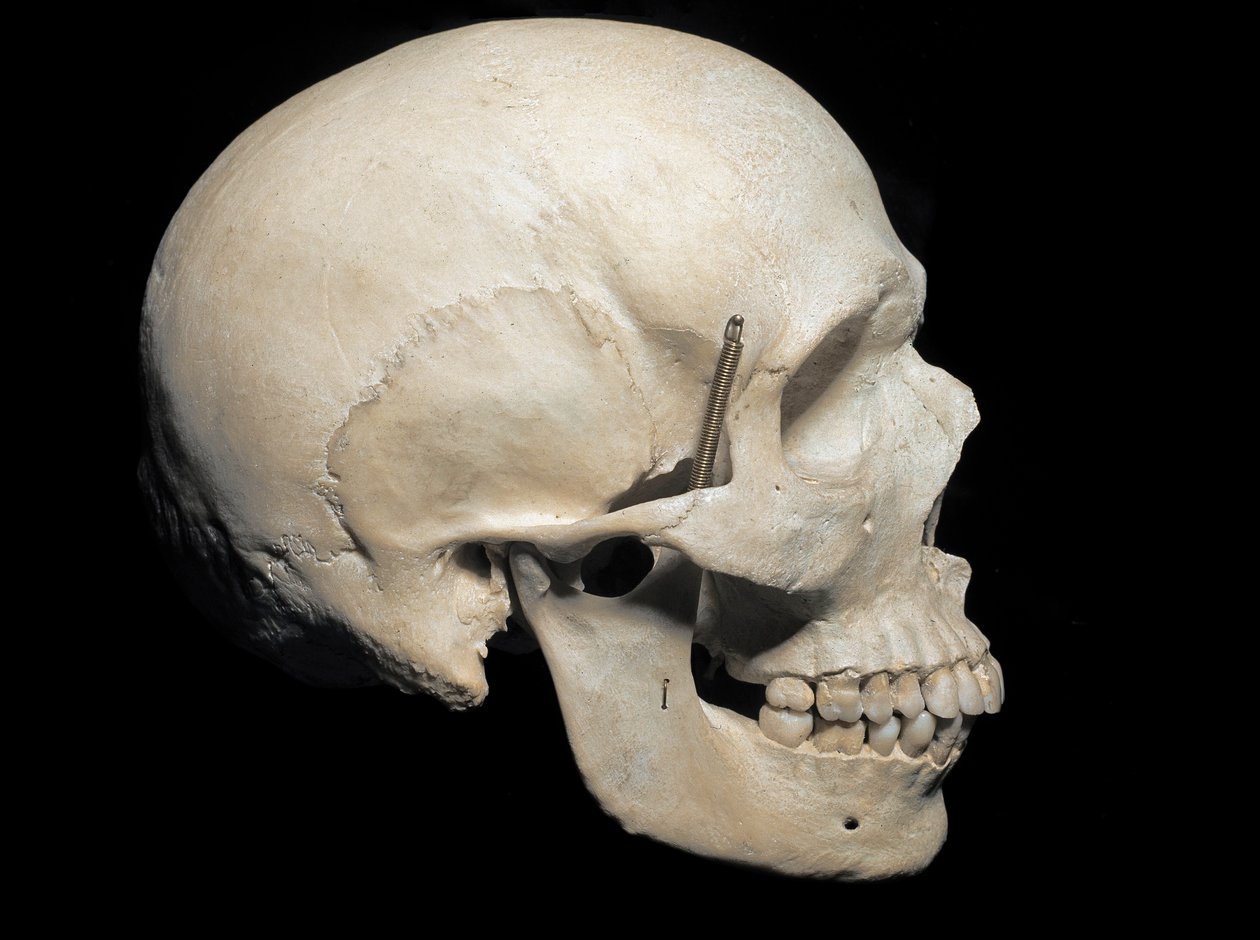 Paleontologie: Současnost jeřábu Homo sapiens, Občanské přírodovědné muzeum, Milán od Prehistoric Prehistoric
