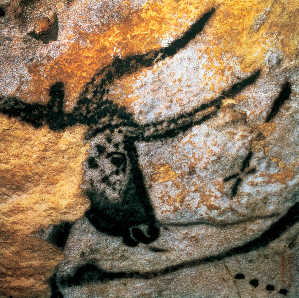 Parietální malba zobrazující zubra (vyhynulý bovid), Býčí pokoj, jeskyně Lascaux, Montignac, Dordogne, Francie, paleolitické období magdalénienu (malba) od Prehistoric Prehistoric