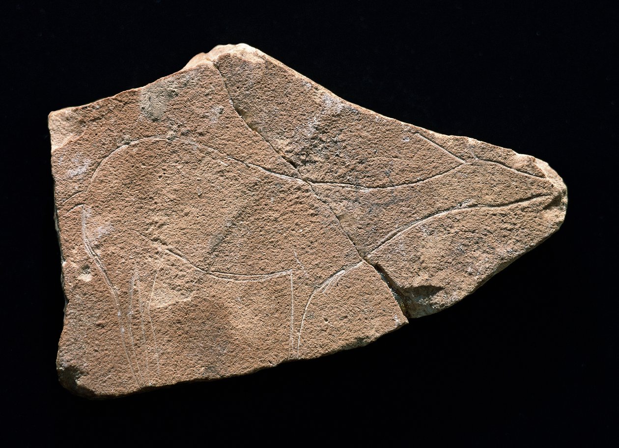Petroglyf představující jelena, jeskyně Parpallo, Španělsko. Horní paleolit, Solutreen (rytina) od Prehistoric Prehistoric