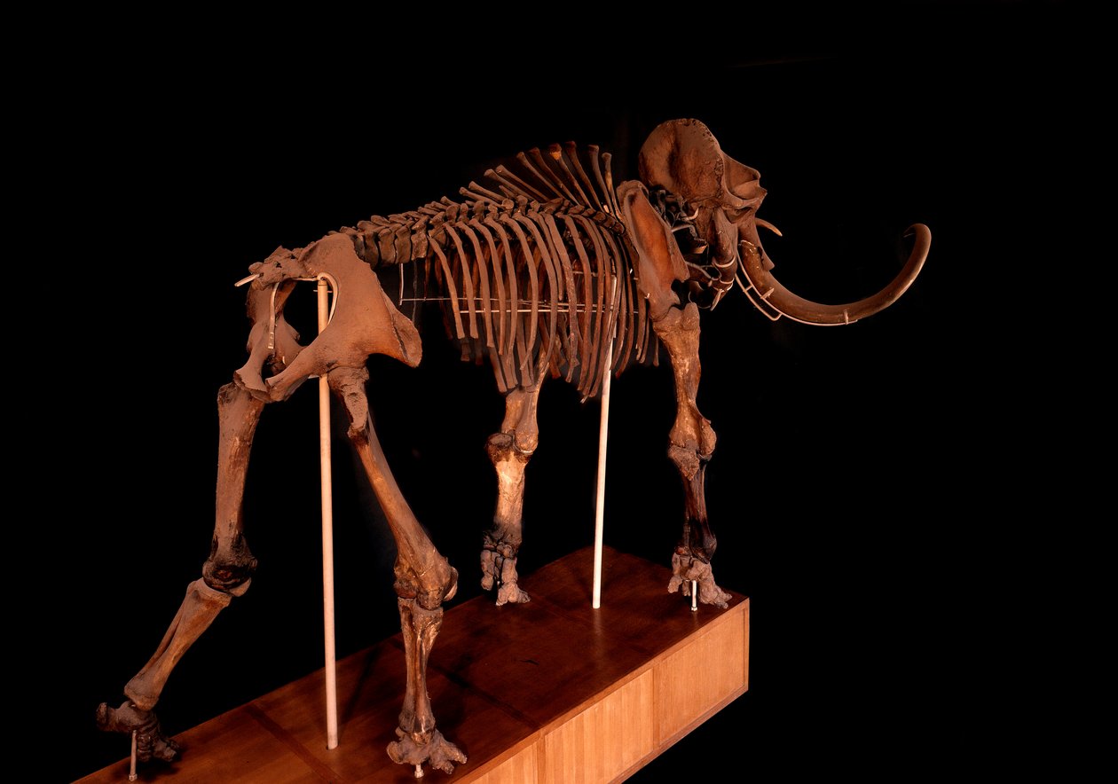 Prehistoire, dinosaurus: kostra mamuta, Paříž, přírodovědné muzeum od Prehistoric Prehistoric