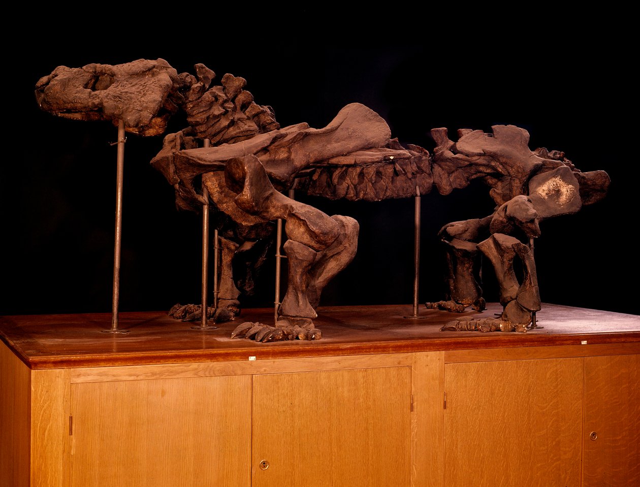 Prehistoire; dinosauři: kostra ichtyosaura. Paříž, muzeum přírodní historie od Prehistoric Prehistoric