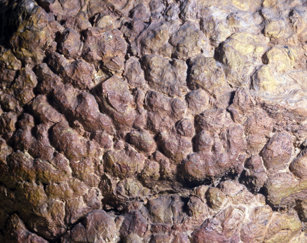 Pravěk: Collenia rock stromatolit nebo stromatolit ze severní Afriky. Silurské období. od Prehistoric Prehistoric