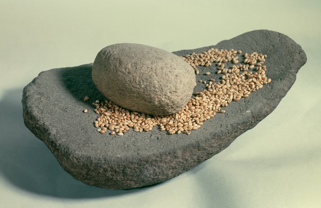 Pravěk: Dormantní kolo s obilím (období neolitu). Francie. Saint Germain En Laye, Muzeum starožitností. od Prehistoric Prehistoric