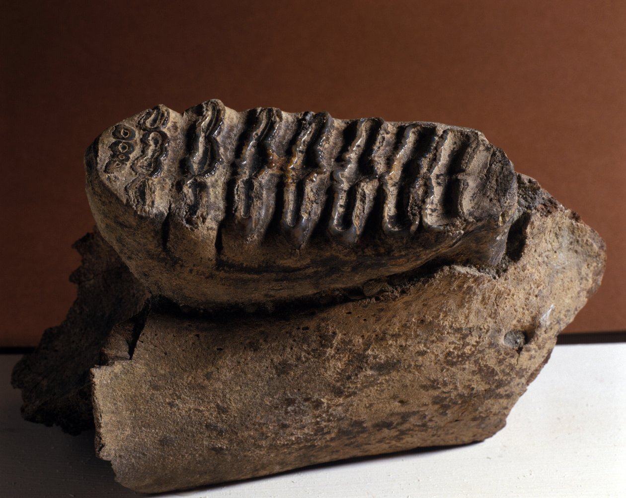 Pravěk: Sloní zub, obrovský slon. Věk kenozoikum, období pliocén. se sešli v rakouském Manndorfu od Prehistoric Prehistoric