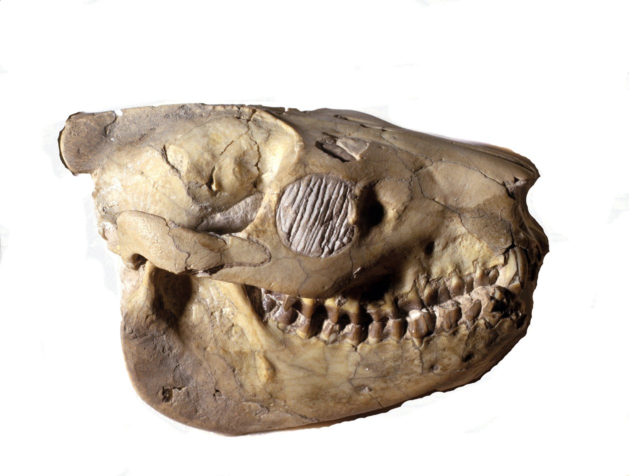 Pravěk: Oreodonova lebka (nebo Merycoidodon), dinosaurus. Cenozoické období, období oligocénu. nalezený v Jižní Dakotě ve Spojených státech. od Prehistoric Prehistoric
