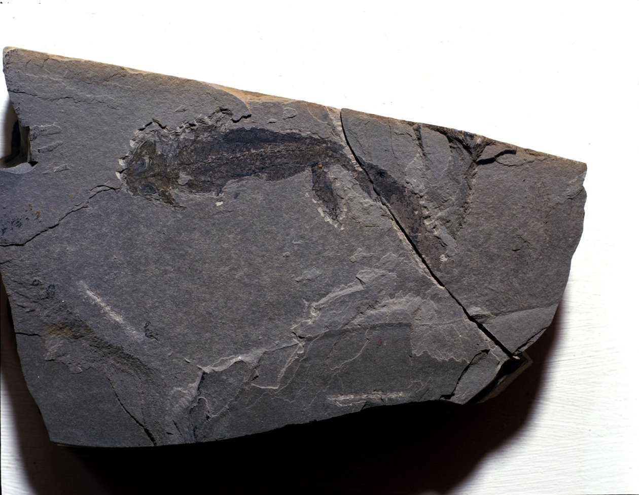 Pravěk: Permské období, paleozoické období. Fosilie Branchiosaurus (Brahiopode). Najděte v Rotliegen v Německu od Prehistoric Prehistoric