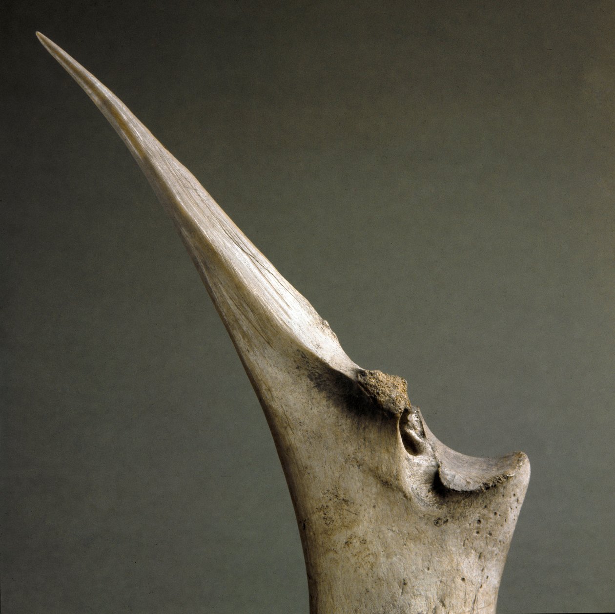 Závěsný od Prehistoric Prehistoric