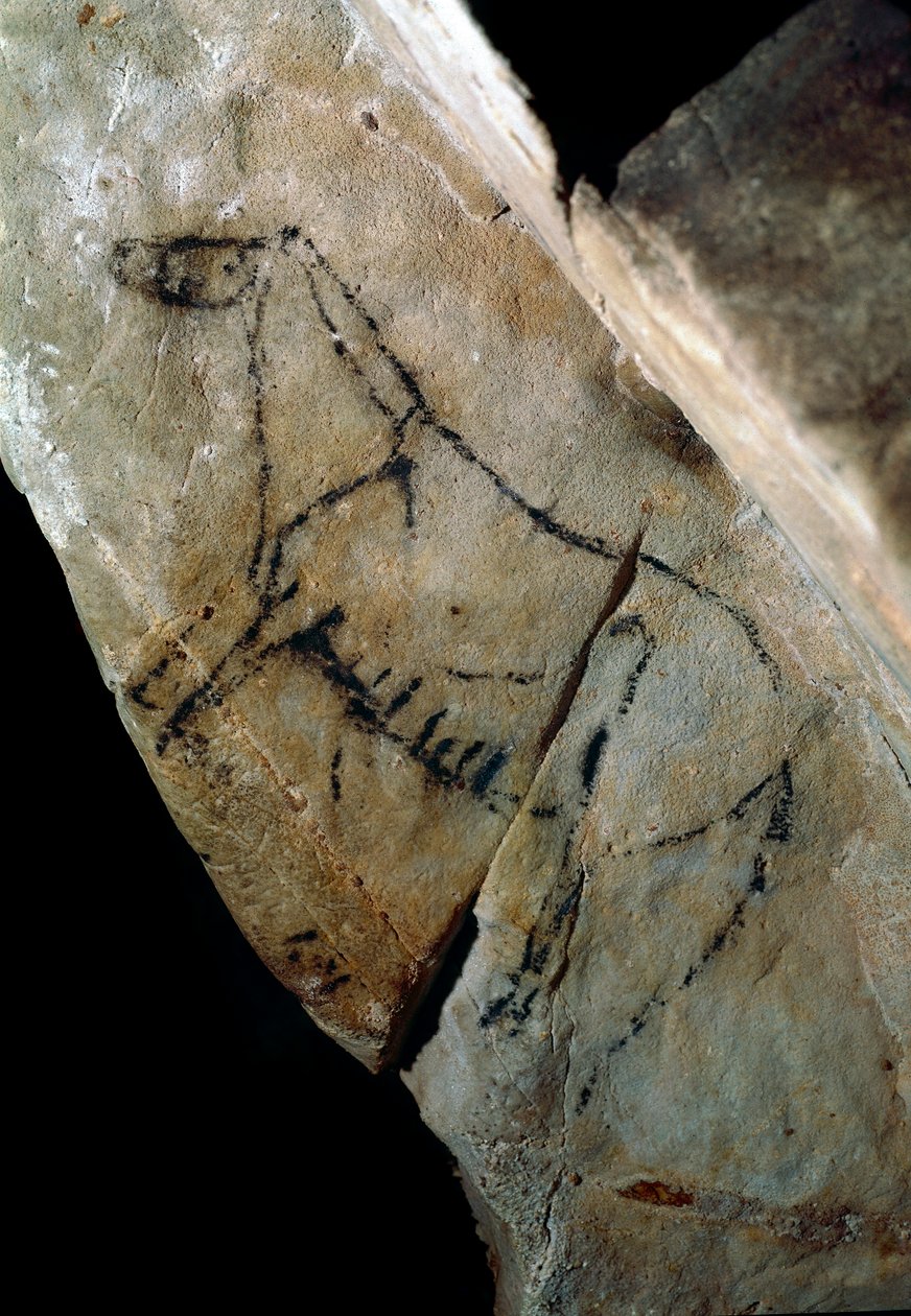 Prehistorie: skalní malba „“kůň“ ve stylu IV, svrchní paleolit (magdalénien) (před 18 000 a 14 000 lety) Jeskyně z doby kamenné Las Monedas, Santander, Španělsko – pravěk: kůň. Skalní malba, styl IV, horní paleolit (magdalénien) (mezi od Prehistoric Prehistoric