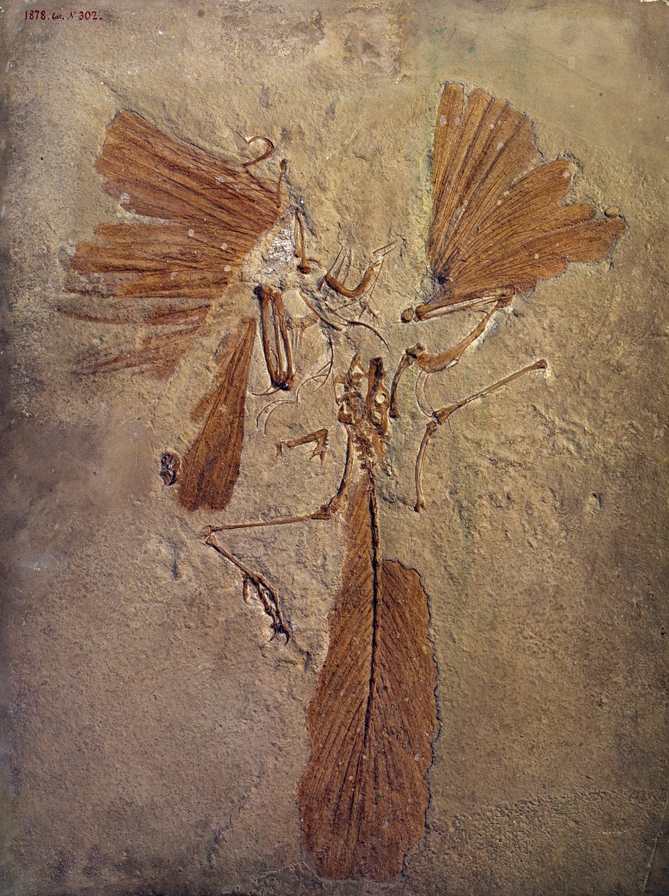 Pravěk: fosilie archeopteryxe, prehistorické zvíře z čeledi ptáků. Paříž, Muzeum přírodní historie od Prehistoric Prehistoric