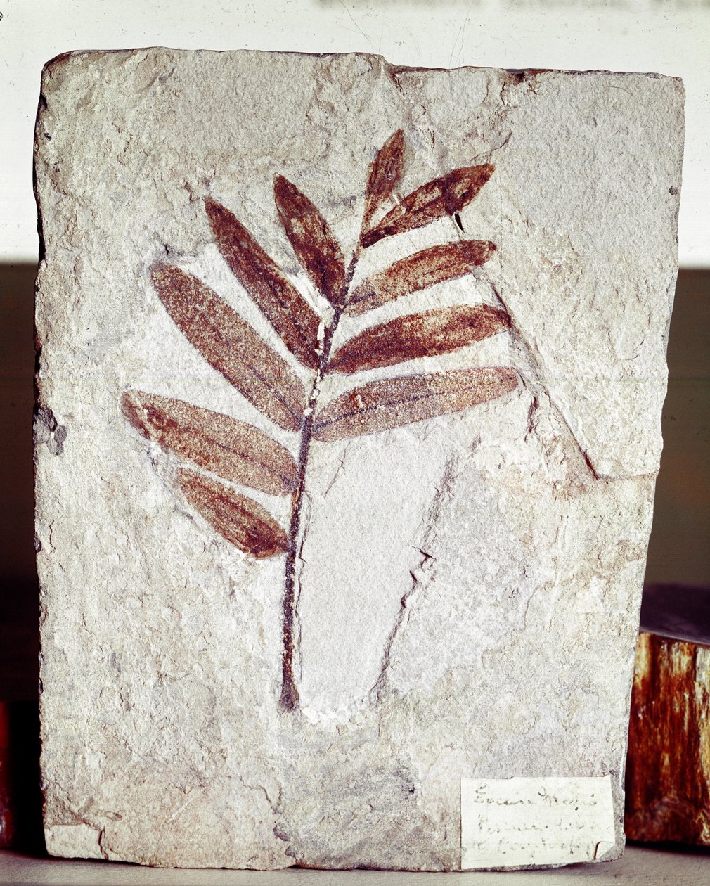 Pravěk: fosílie větví ve vápenci z naleziště Mount Bolca (Itálie). Eocénní období. Museo Civilo di Storia naturale, Milán od Prehistoric Prehistoric